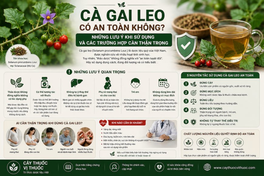 Cà gai leo có an toàn không? Những lưu ý khi sử dụng và các trường hợp cần thận trọng