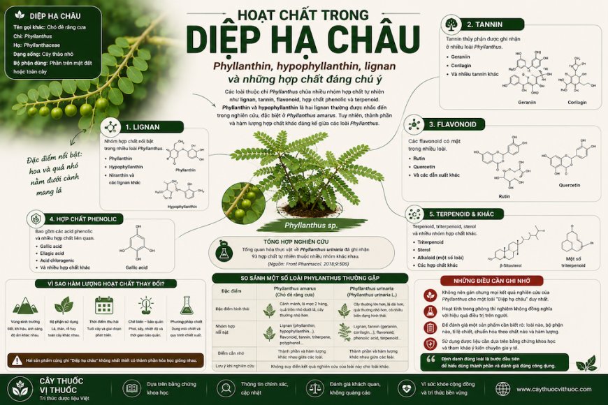Hoạt chất trong Diệp hạ châu: Phyllanthin, hypophyllanthin, lignan và những hợp chất đáng chú ý