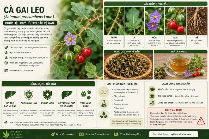 Cà gai leo (Solanum procumbens Lour.) Đặc điểm, công dụng, cách dùng và những lưu ý khi sử dụng