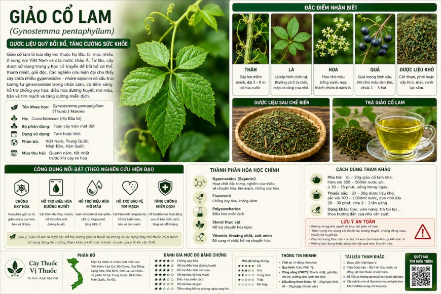 Giảo cổ lam (Gynostemma pentaphyllum) Đặc điểm, công dụng, cách dùng và những lưu ý khi sử dụng