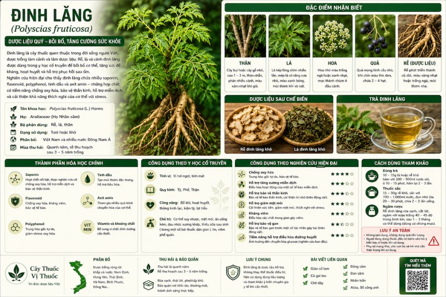 Đinh lăng (Polyscias fruticosa) Đặc điểm, công dụng, cách dùng và những lưu ý khi sử dụng