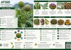 Atiso (Cynara cardunculus var. scolymus) Đặc điểm, công dụng, cách dùng và những lưu ý khi sử dụng