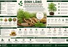 Đinh lăng: Đặc điểm, công dụng truyền thống và những nghiên cứu khoa học hiện nay