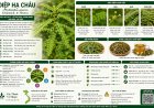 Diệp hạ châu (Phyllanthus amarus Schumach. & Thonn.) Đặc điểm, công dụng, cách dùng và những lưu ý khi sử dụng