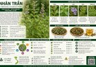 Nhân trần (Adenosma caeruleum R.Br.) Đặc điểm, công dụng, cách dùng và những lưu ý khi sử dụng