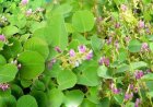 4 Cây Thuốc Nam Quanh Nhà Hỗ Trợ Đào Thải Sỏi Thận Hiệu Quả Theo Y Học Cổ Truyền