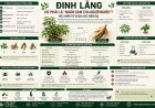 Đinh lăng có phải là "nhân sâm của người nghèo"? Góc nhìn từ khoa học hiện đại