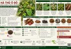 Hà thủ ô đỏ (Fallopia multiflora) – Công dụng, cách dùng và lưu ý về độc tính