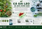 Cà gai leo và sức khỏe gan: Những bằng chứng khoa học hiện nay