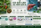 Cà gai leo và viêm gan B: Các nghiên cứu khoa học hiện nay nói gì?