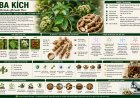 Ba kích (Morinda officinalis) – Đặc điểm, công dụng, cách dùng và giá trị dược liệu