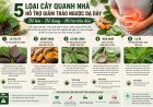 5 Cây Quanh Nhà Có Thể Hỗ Trợ Người Bị Trào Ngược Dạ Dày