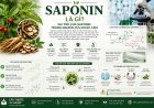 Saponin là gì? Vai trò của saponin trong nghiên cứu dược liệu