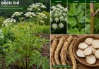 Bạch chỉ (Angelica dahurica): Công dụng, cách dùng và giá trị dược liệu