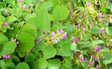 4 Cây Thuốc Nam Quanh Nhà Hỗ Trợ Đào Thải Sỏi Thận Hiệu Quả Theo Y Học Cổ Truyền