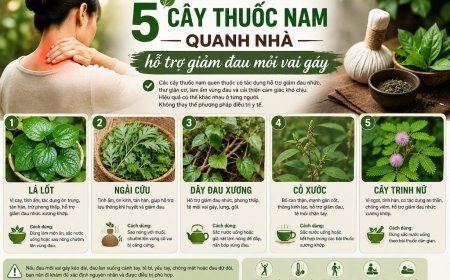 5 Cây Thuốc Nam Quanh Nhà Hỗ Trợ Giảm Đau Mỏi Vai Gáy