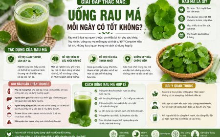 Uống Rau Má Mỗi Ngày Có Tốt Không? Những Điều Cần Biết Trước Khi Uống Thường Xuyên
