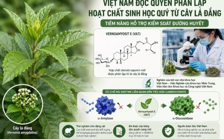 Cây lá đắng và hoạt chất Vernoamyosit E: Phát hiện đáng chú ý của các nhà khoa học Việt Nam