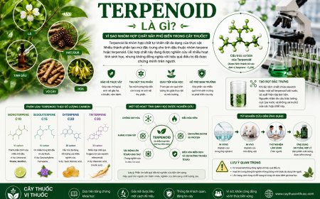 Terpenoid là gì? Vì sao nhóm hợp chất này phổ biến trong cây thuốc?