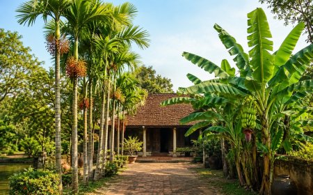 Tại sao ông bà ta lại nói “Trước cau sau chuối”?