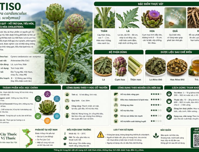 Atiso (Cynara cardunculus var. scolymus) Đặc điểm, công dụng, cách dùng và những lưu ý khi sử dụng
