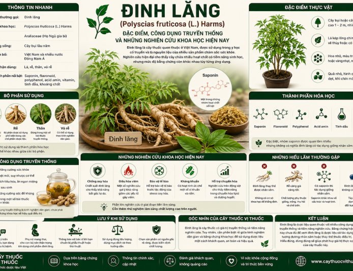 Đinh lăng: Đặc điểm, công dụng truyền thống và những nghiên cứu khoa học hiện nay