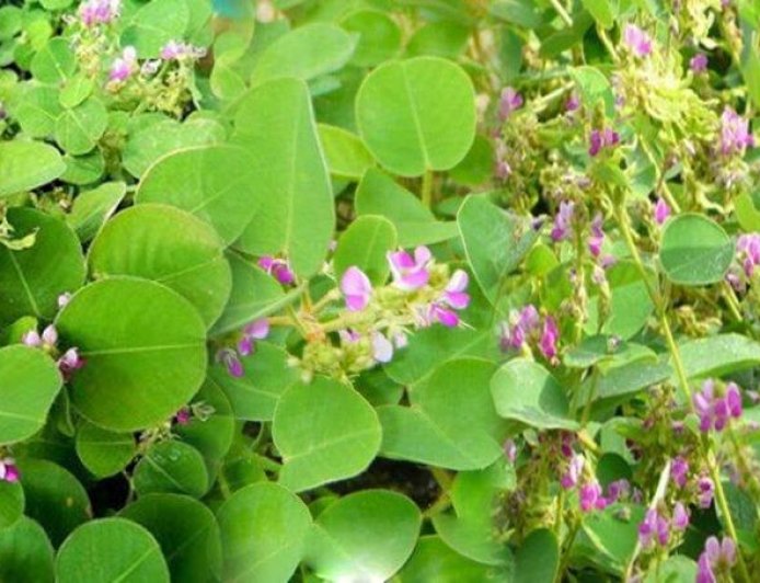 4 Cây Thuốc Nam Quanh Nhà Hỗ Trợ Đào Thải Sỏi Thận Hiệu Quả Theo Y Học Cổ Truyền