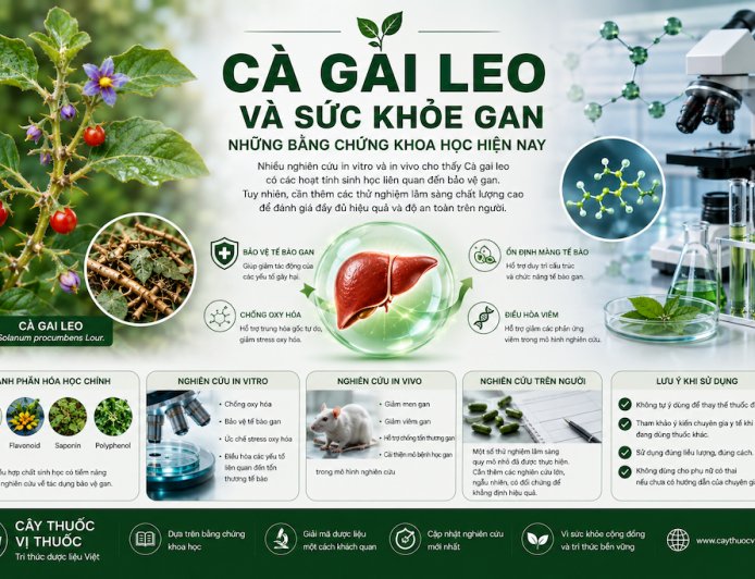 Cà gai leo và sức khỏe gan: Những bằng chứng khoa học hiện nay