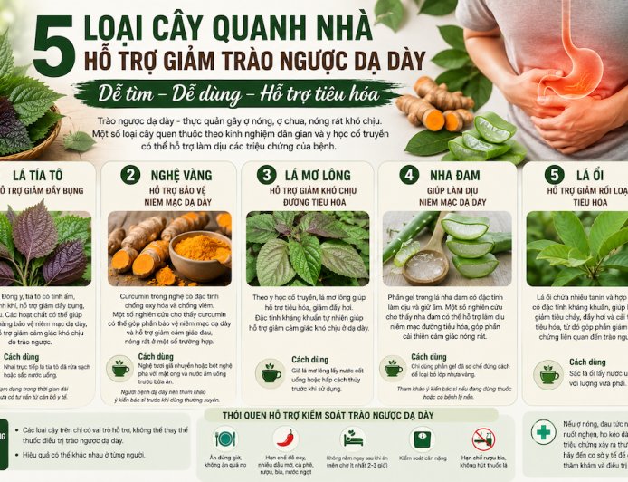 5 Cây Quanh Nhà Có Thể Hỗ Trợ Người Bị Trào Ngược Dạ Dày