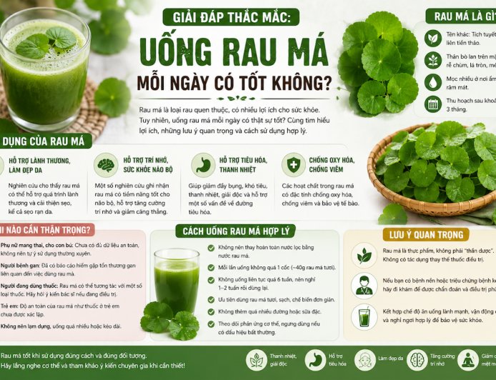 Uống Rau Má Mỗi Ngày Có Tốt Không? Những Điều Cần Biết Trước Khi Uống Thường Xuyên
