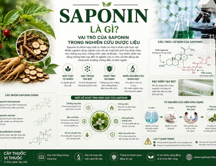 Saponin là gì? Vai trò của saponin trong nghiên cứu dược liệu