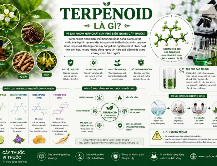 Terpenoid là gì? Vì sao nhóm hợp chất này phổ biến trong cây thuốc?