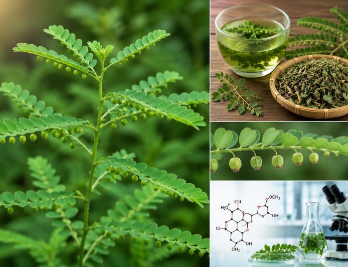 Diệp hạ châu đắng (Phyllanthus amarus): Đặc điểm, thành phần và công dụng truyền thống
