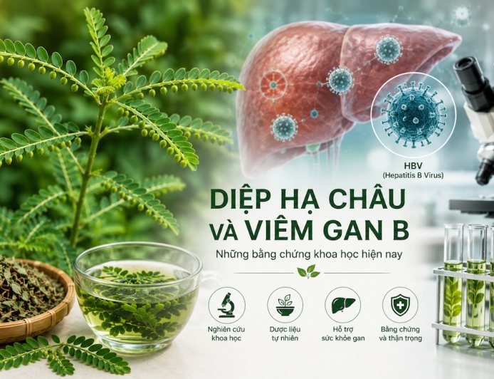 Diệp hạ châu và viêm gan B: Những bằng chứng khoa học hiện nay