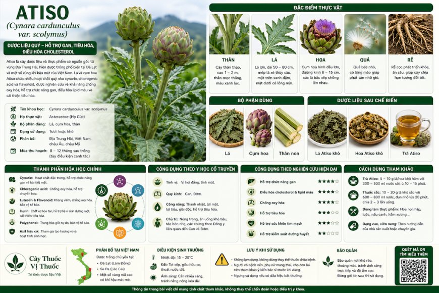 Atiso (Cynara cardunculus var. scolymus) Đặc điểm, công dụng, cách dùng và những lưu ý khi sử dụng