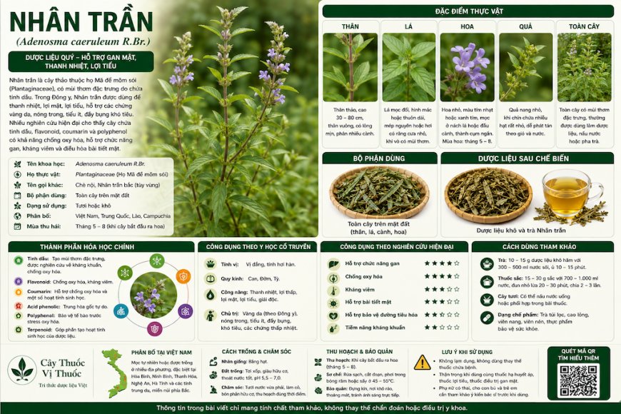 Nhân trần (Adenosma caeruleum R.Br.) Đặc điểm, công dụng, cách dùng và những lưu ý khi sử dụng