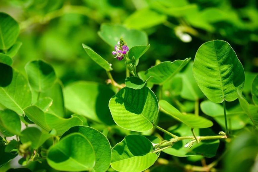 4 Cây Thuốc Nam Quanh Nhà Hỗ Trợ Đào Thải Sỏi Thận Hiệu Quả Theo Y Học Cổ Truyền