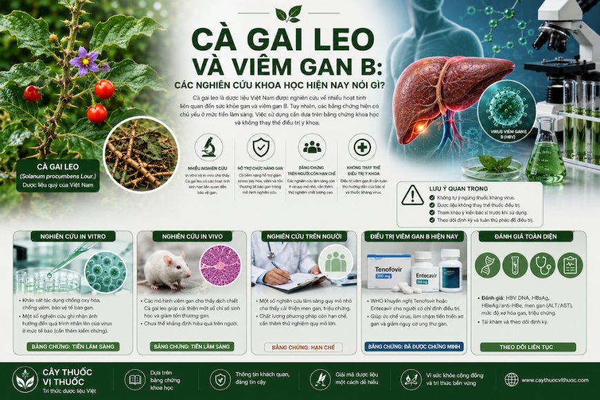 Cà gai leo và viêm gan B: Các nghiên cứu khoa học hiện nay nói gì?