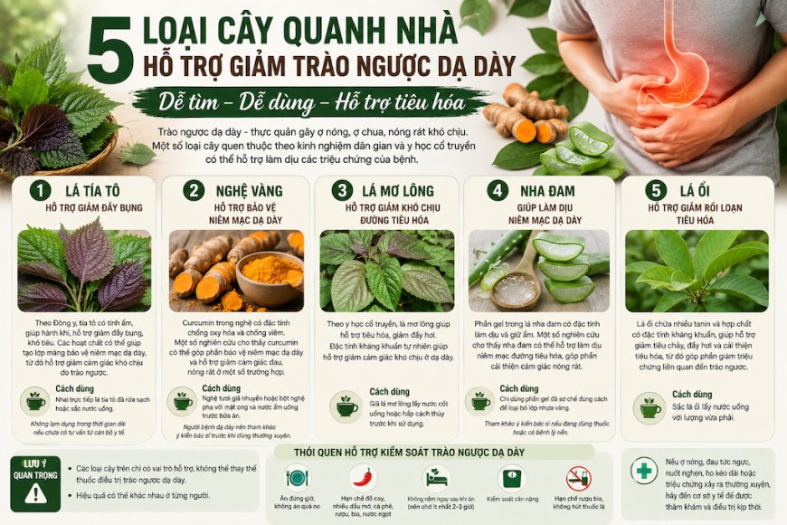 5 Cây Quanh Nhà Có Thể Hỗ Trợ Người Bị Trào Ngược Dạ Dày