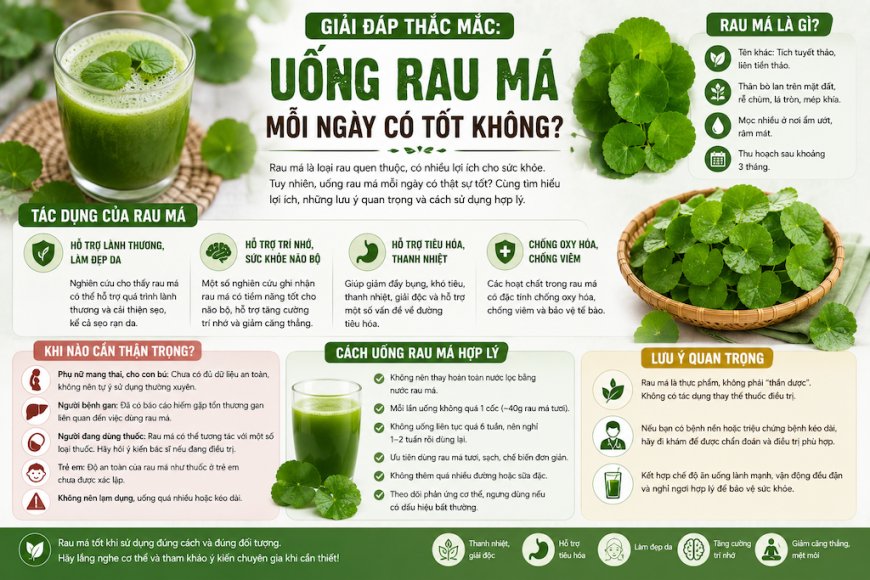 Uống Rau Má Mỗi Ngày Có Tốt Không? Những Điều Cần Biết Trước Khi Uống Thường Xuyên