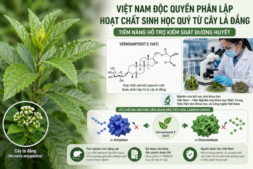 Cây lá đắng và hoạt chất Vernoamyosit E: Phát hiện đáng chú ý của các nhà khoa học Việt Nam