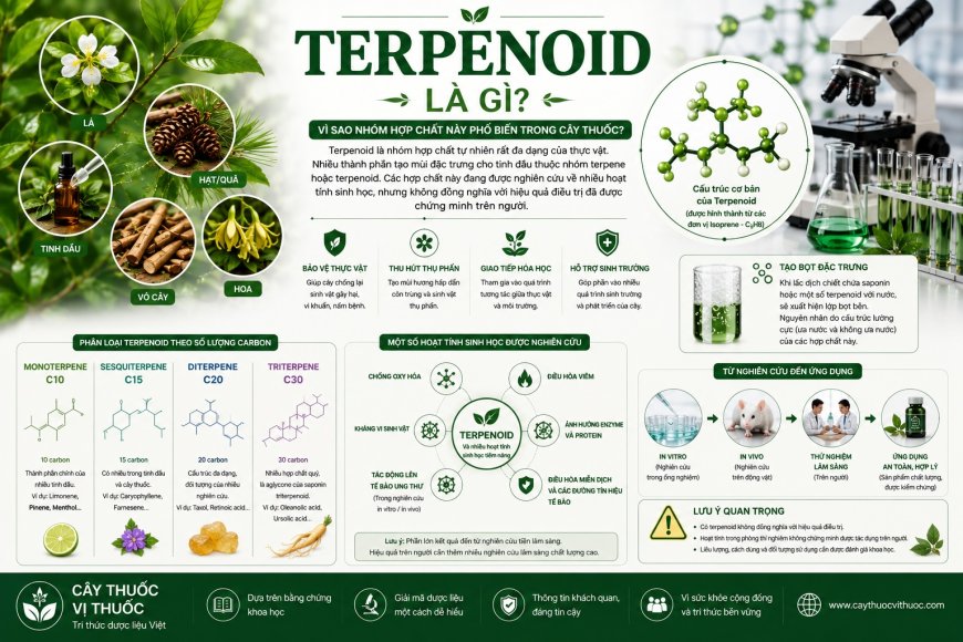 Terpenoid là gì? Vì sao nhóm hợp chất này phổ biến trong cây thuốc?